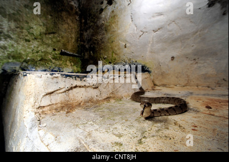 Katze-Snake, europäische Katze Schlange (Telescopus Goldhahnenfuß), schnippen, Griechenland, Peloponnes Stockfoto