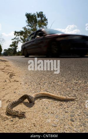 Javelin Sand Boa (Eryx Jaculus), auf einer Straße von einem Auto, Griechenland, Peloponnes, Natura 2000 Gebiet Gialova Lagune getötet Stockfoto