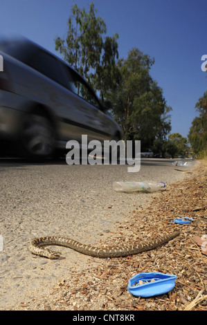 Javelin Sand Boa (Eryx Jaculus), getötet von einem Auto, Griechenland, Peloponnes, Natura 2000 Gebiet Gialova Lagune Stockfoto