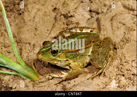 Westlichen griechischen März Frosch (außer Epeiroticus, Rana Epeirotica), sitzen im Schlamm, Griechenland, Peloponnes, siehe Kaiafa Stockfoto