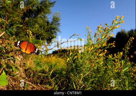 Plain Tiger, afrikanischen Monarch (Danaus wachen, Anosia Wachen), sitzt auf einem Zweig, Griechenland, Peloponnes, Mani Stockfoto