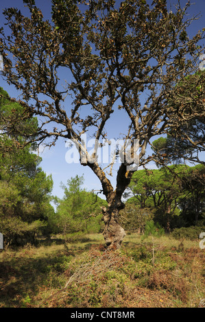 Eiche (Quercus spec.), trockene Eiche in einem griechischen Holz, Griechenland, Peloponnes, Natura 2000 Gebiet Strofilia Stockfoto