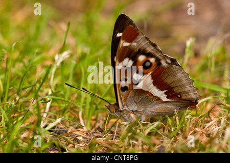 lila Kaiser (Apatura Iris), sitzen, Gras, Deutschland, Rheinland-Pfalz Stockfoto