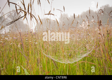 Oakleaf Orbweaver (Araneus Ceropegius, Aculepeira Ceropegia), sitzen im Netz unter Grashalme, Deutschland, Rheinland-Pfalz Stockfoto