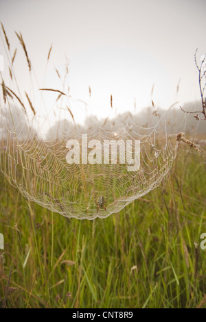 Oakleaf Orbweaver (Araneus Ceropegius, Aculepeira Ceropegia), sitzen im Netz unter Grashalme, Deutschland, Rheinland-Pfalz Stockfoto