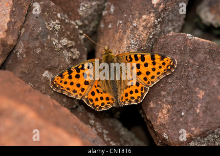 Königin von Spanien Fritillary (Argynnis Lathonia, Issoria Lathonia), sitzen auf dem Boden, Deutschland, Rheinland-Pfalz Stockfoto