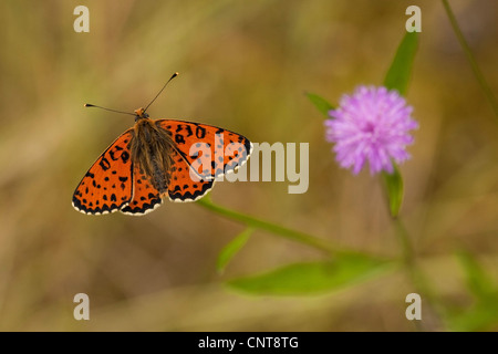 Spotted Fritillary (Melitaea Didyma), sitzen auf Flockenblume, Centaurea Jacea, Deutschland, Rheinland-Pfalz Stockfoto