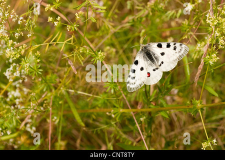 Apollo (schon Apollo), sitzen auf einer Wiese, Deutschland, Rheinland-Pfalz Stockfoto