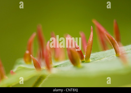 Kalk-Nagel-Gall-Milbe, Kalk Nagel Gall (Eriophyes Tiliae), Gallen an einer Limette Blatt, Deutschland, Rheinland-Pfalz Stockfoto