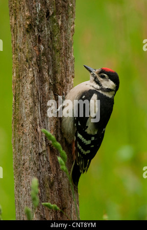 Buntspecht (Picoides großen, großen Dendrocopos), Jungvogel sitzt an einem Toten Stamm, Deutschland, Rheinland-Pfalz Stockfoto