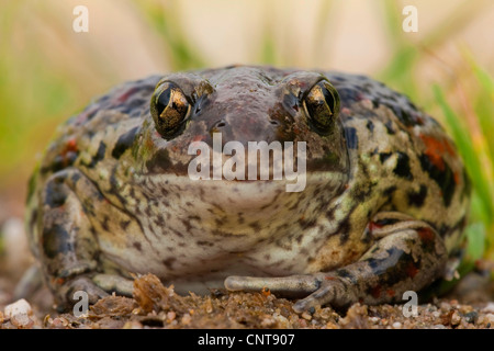 gemeinsamen katzenähnliche, Knoblauch Kröte (Pelobates Fuscus), sitzen auf Kies-Boden, Deutschland, Rheinland-Pfalz Stockfoto