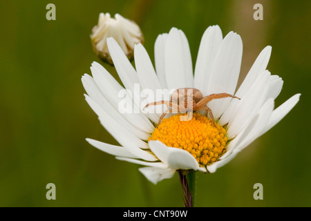 Oxeye Daisy (Chrysanthemum Leucanthemum, Leucanthemum Vulgare), crab Spinne lauert in einer Blume, Deutschland, Nordrhein-Westfalen Stockfoto