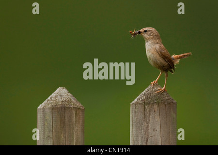 Winter-Zaunkönig (Troglodytes Troglodytes), sitzt auf einem Zaunpfahl mit gesammelten Insekten in der Stückliste, Deutschland, Rheinland-Pfalz Stockfoto