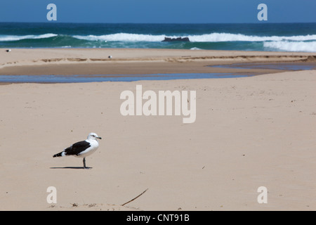 Eine Möwe stehend auf Noetzie Strand InKnysna, Western Cape, Südafrika Stockfoto