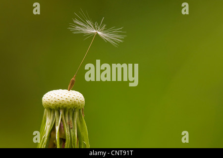 gemeinsamen Löwenzahn (Taraxacum Officinale), einzelne Buschwindröschen eines fruchttragenden Kopfes, Deutschland, Rheinland-Pfalz Stockfoto