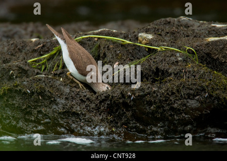 Flussuferläufer (Tringa Hypoleucos, Actitis Hypoleucos), auf der Suche nach Essen, Deutschland, Rheinland-Pfalz Stockfoto