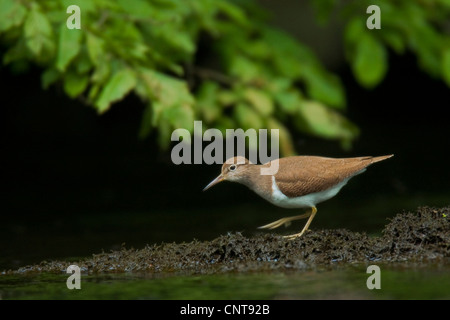 Flussuferläufer (Tringa Hypoleucos, Actitis Hypoleucos), auf der Suche nach Essen, Deutschland, Rheinland-Pfalz Stockfoto