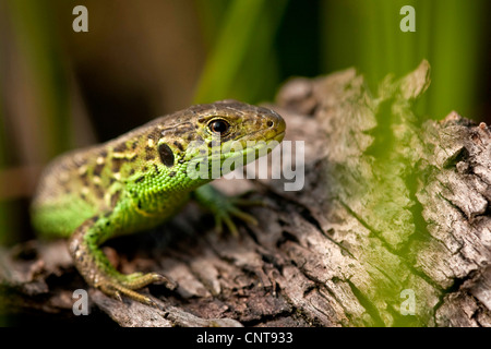 Zauneidechse (Lacerta Agilis), männliche sitzen auf einem Baumstamm, Deutschland, Rheinland-Pfalz Stockfoto