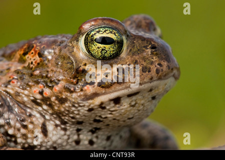 Natterjack Kröte, Natterjack, britische Kröte (Bufo Calamita), Porträt, Deutschland, Rheinland-Pfalz Stockfoto