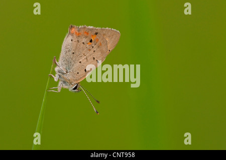 kleine Kupfer (Lycaena Phlaeas), sitzen an einem Grasblade, Deutschland, Rheinland-Pfalz Stockfoto