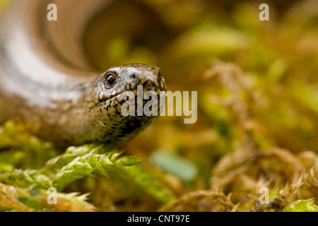 Europäische Blindschleiche (Blindworm), Blindschleiche (geschiedenen Fragilis), Porträt, Deutschland, Rheinland-Pfalz Stockfoto