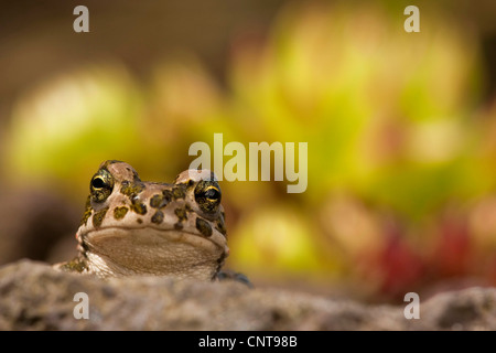 grüne Kröte oder bunte Kröte (Bufo Viridis), juvenile peering hinter einem Felsen, Deutschland, Rheinland-Pfalz Stockfoto