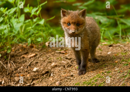 Rotfuchs (Vulpes Vulpes), Welpe, Deutschland, Rheinland-Pfalz Stockfoto