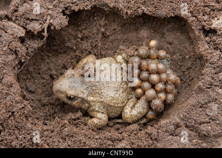 Hebamme-Kröte (Alytes Obstetricans), männliche mit Streichern des Spawn, Germany, North Rhine-Westphalia, Siegerland Stockfoto