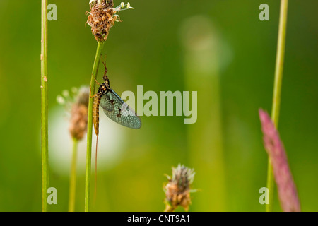 gemeinsamen Eintagsfliege (Ephemera Vulgata), sitzen an einem Keimling, Deutschland, Rheinland-Pfalz Stockfoto