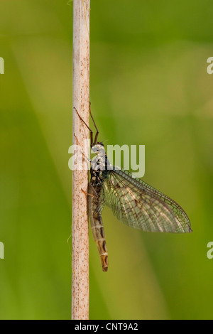 gemeinsamen Eintagsfliege (Ephemera Vulgata), sitzen an einem Keimling, Deutschland, Rheinland-Pfalz Stockfoto