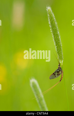 gemeinsamen Eintagsfliege (Ephemera Vulgata), sitzen an einem Grassear, Deutschland, Rheinland-Pfalz Stockfoto