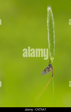 gemeinsamen Eintagsfliege (Ephemera Vulgata), sitzen an einem Grassear, Deutschland, Rheinland-Pfalz Stockfoto