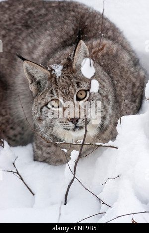 Eurasischer Luchs (Lynx Lynx), sitzen im Schnee nachschlagen, Deutschland Stockfoto