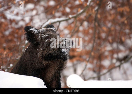 Wildschwein, Schwein, Wildschwein (Sus Scrofa), peering von hinter einem, Deutschland Stockfoto