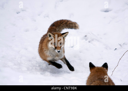 Rotfuchs (Vulpes Vulpes), zwei Tiere im Schnee, Deutschland Stockfoto