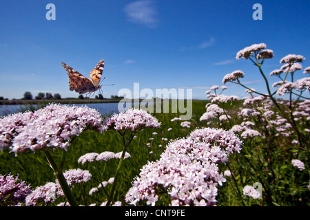 Distelfalter, Distel (Cynthia Cardui, Vanessa Cardui), fliegen über Baldrian, Niederlande, Friesland, Nationalpark Lauwersmeer Stockfoto