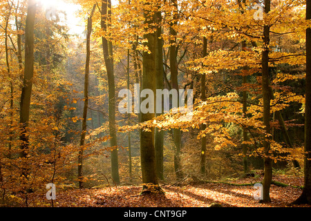 Rotbuche (Fagus Sylvatica), Buchenholz im Herbst, Deutschland Stockfoto
