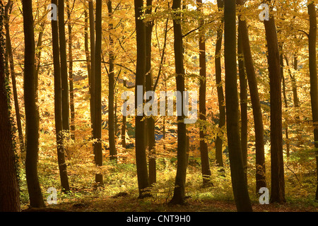 Rotbuche (Fagus Sylvatica), Buchenholz im Herbst, Deutschland Stockfoto