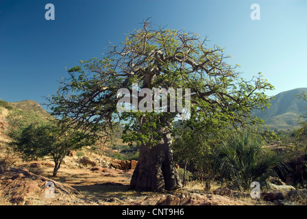 Baobab, Monkey Brot, Affe Tamarinde (Affenbrotbäume Digitata), in der Wüste, Namibia Stockfoto