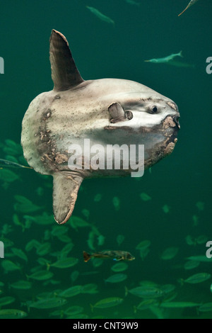Mondfisch (Mola Mola), schwerste Knochenfische der Welt bekannt Stockfoto
