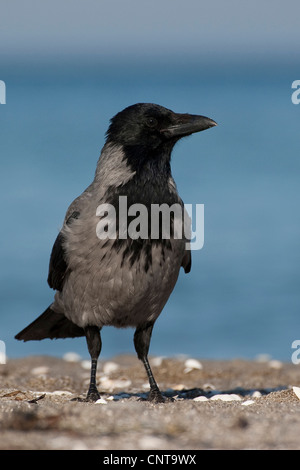 AAS-Krähe (Corvus Corone Cornix), sitzt ein Meer, Deutschland Stockfoto