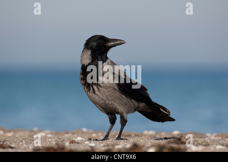 AAS-Krähe (Corvus Corone Cornix), sitzt ein Meer, Deutschland Stockfoto