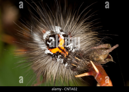 Gelb-Tail, Gold-Tail (Euproctis Similis, Porthesia Similis, Sphrageidus Similis), Porträt, Deutschland Stockfoto