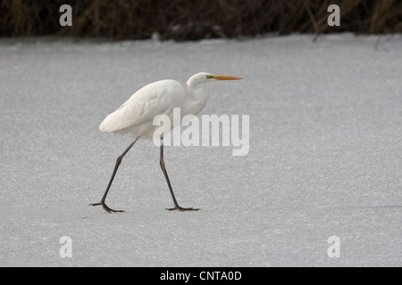 Silberreiher, Silberreiher (Egretta Alba, Casmerodius Albus, Ardea Alba), Fuß über eine Eisdecke von einem zugefrorenen See, Deutschland Stockfoto