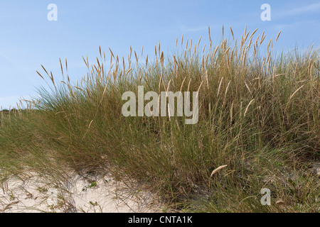 Strand von Grass, Dünengebieten Grass (Ammophila Arenaria), auf Sanddünen, Deutschland Stockfoto