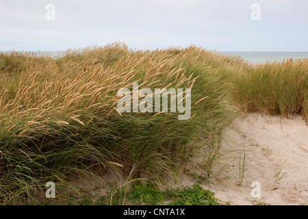 Strand von Grass, Dünengebieten Grass (Ammophila Arenaria), auf Sanddünen, Deutschland Stockfoto
