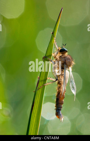 Tolmerus Atricapillus (Tolmerus Atricapillus), sitzen im Rasen mit Morgentau, Deutschland, Rheinland-Pfalz Stockfoto