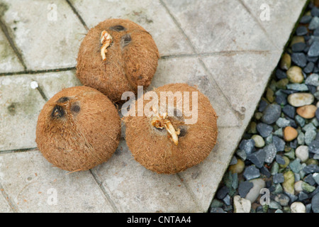 Kokosnüsse Stockfoto