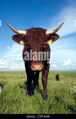 Hausrind (Bos Primigenius F. Taurus), braunen Salers Kuh, Frankreich, Auvergne Stockfoto
