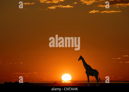 Giraffe (Giraffa Plancius), Sonnenuntergang, Namibia, Etosha NP Stockfoto